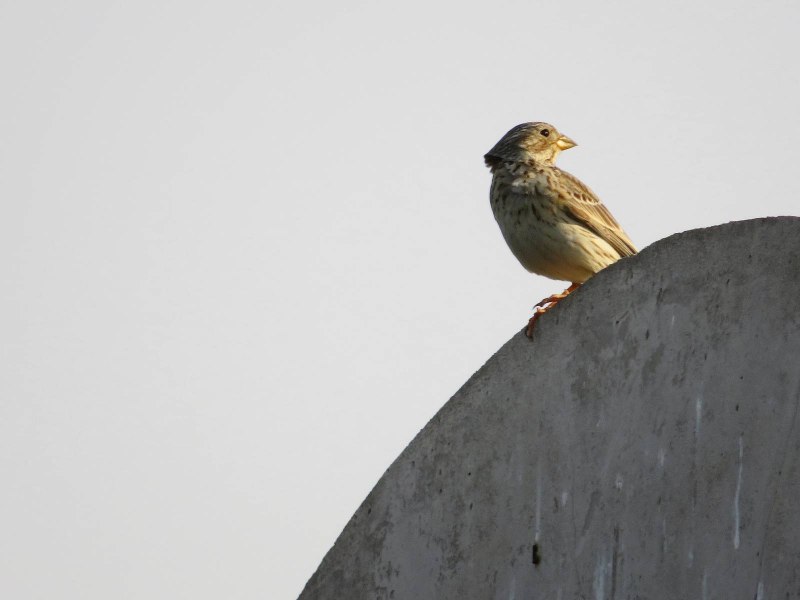 Emberiza Calandra