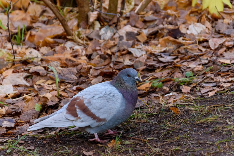 Columba Livia