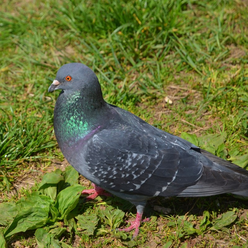 Веерохвостые голуби (Columba Livia)
