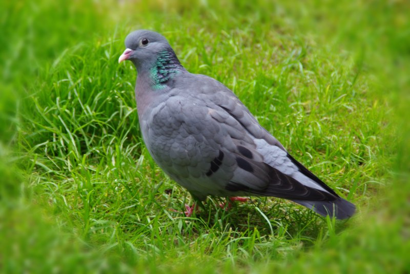 Columba Livia Gmelin