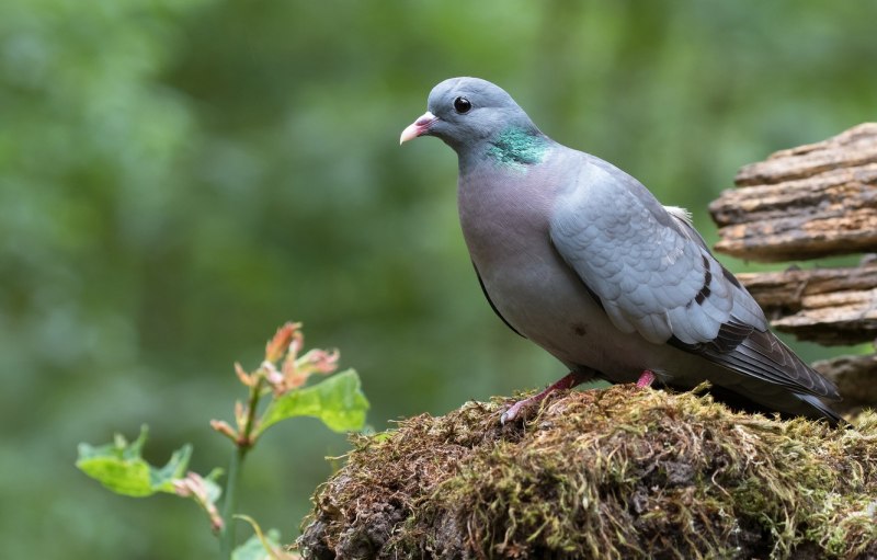 Columba Livia (Rock Pigeon)
