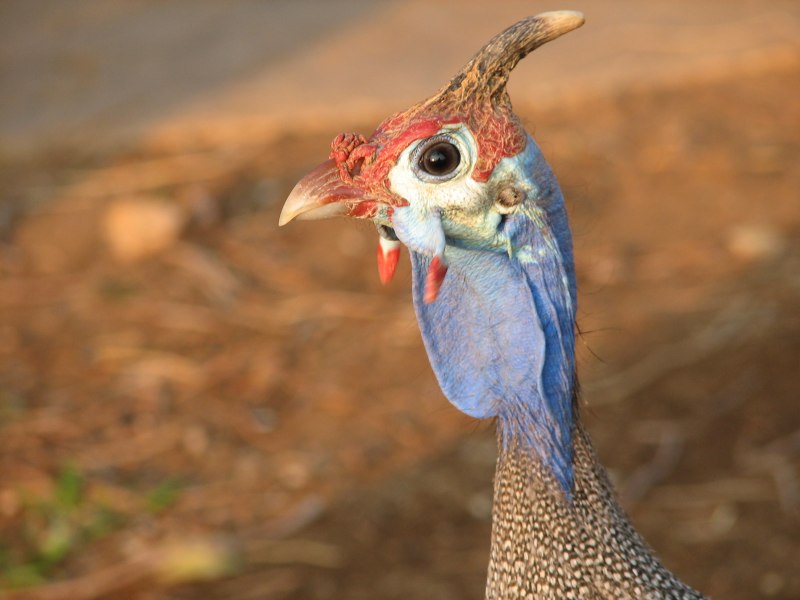 Vulturine Guineafowl