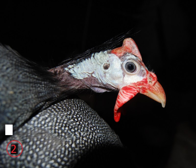 Pearl Hen цесарка