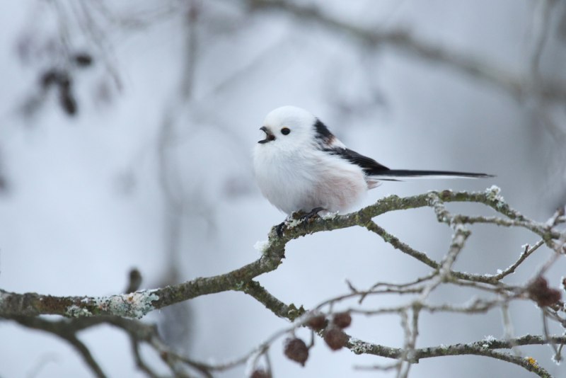 Ополовник Aegithalos caudatus