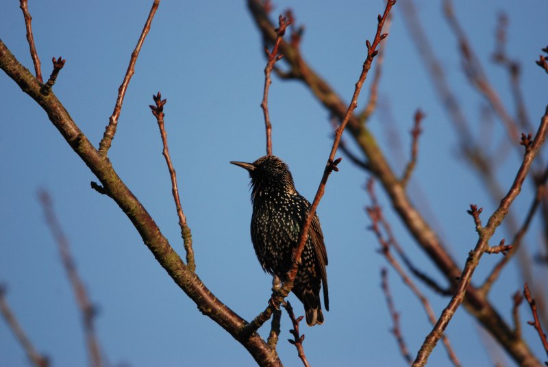 Птица Starling