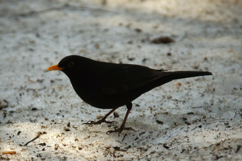 Дрозд чёрный (turdus Merula)