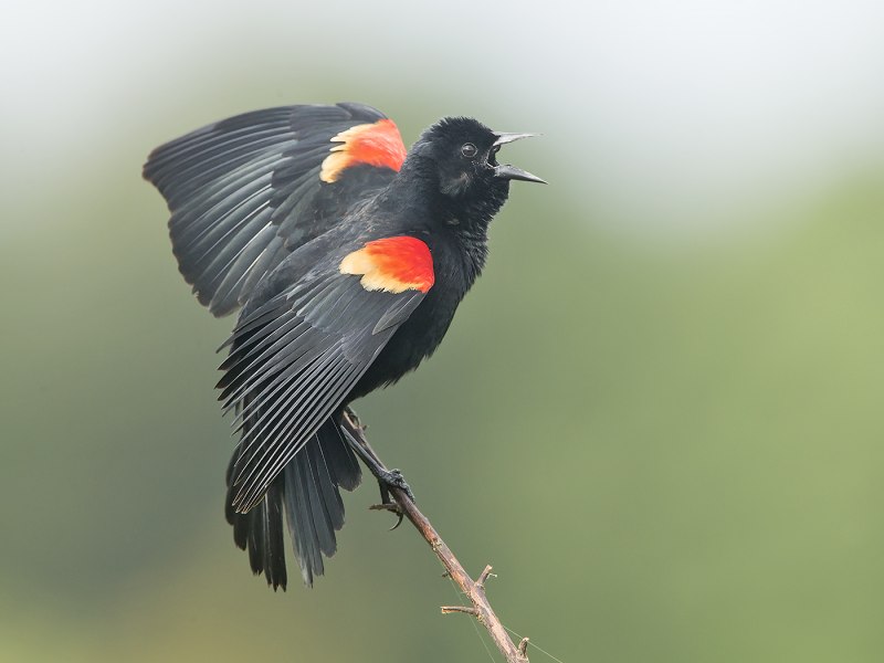 Red Winged Blackbird