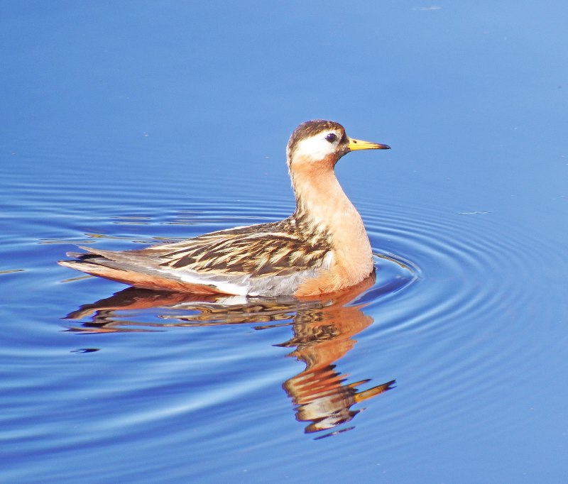 Плосконосый плавунчик (Phalaropus fulicarius)