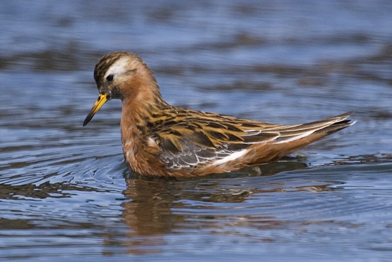 Phalaropus fulicarius
