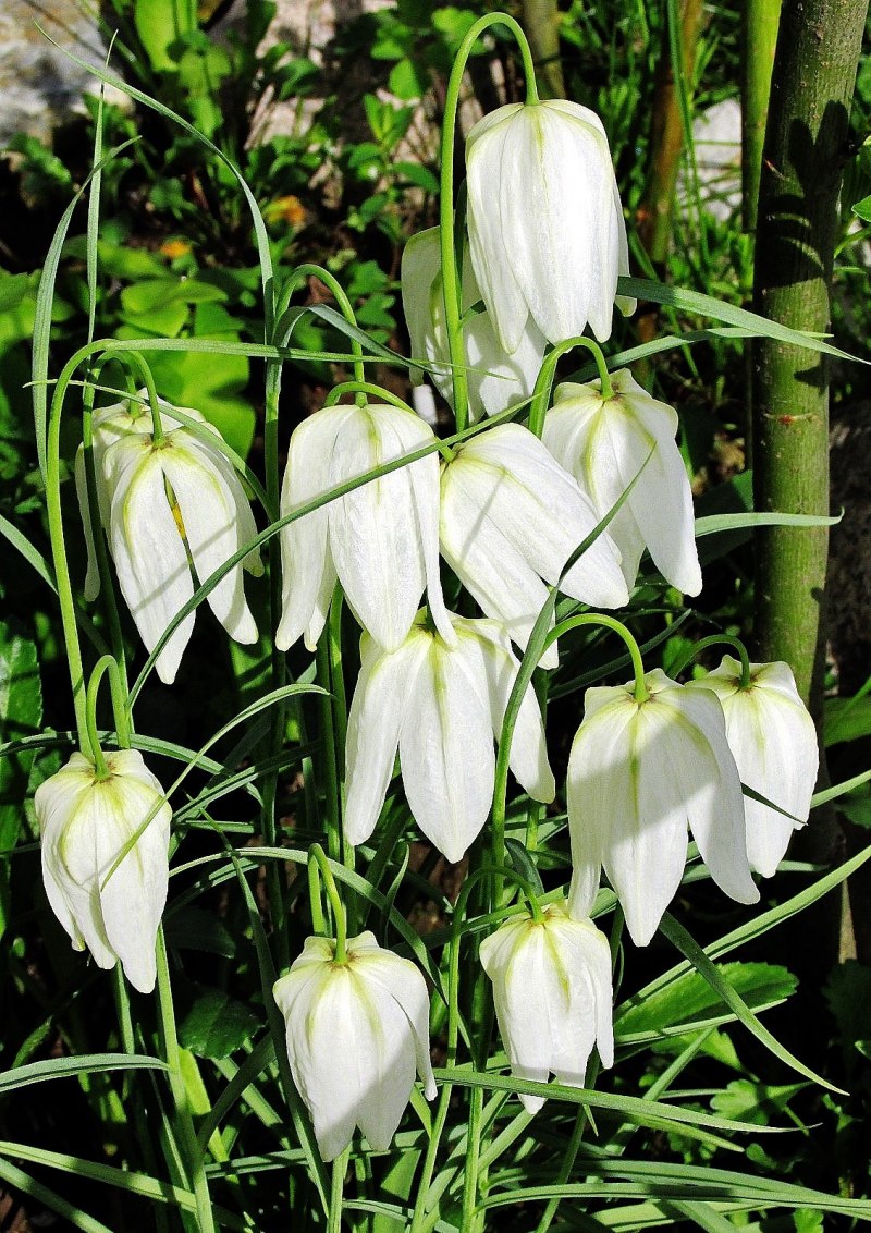 Рябчик шахматный Fritillaria meleagris