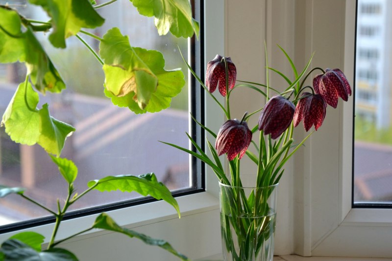 Рябчик шахматный Fritillaria meleagris