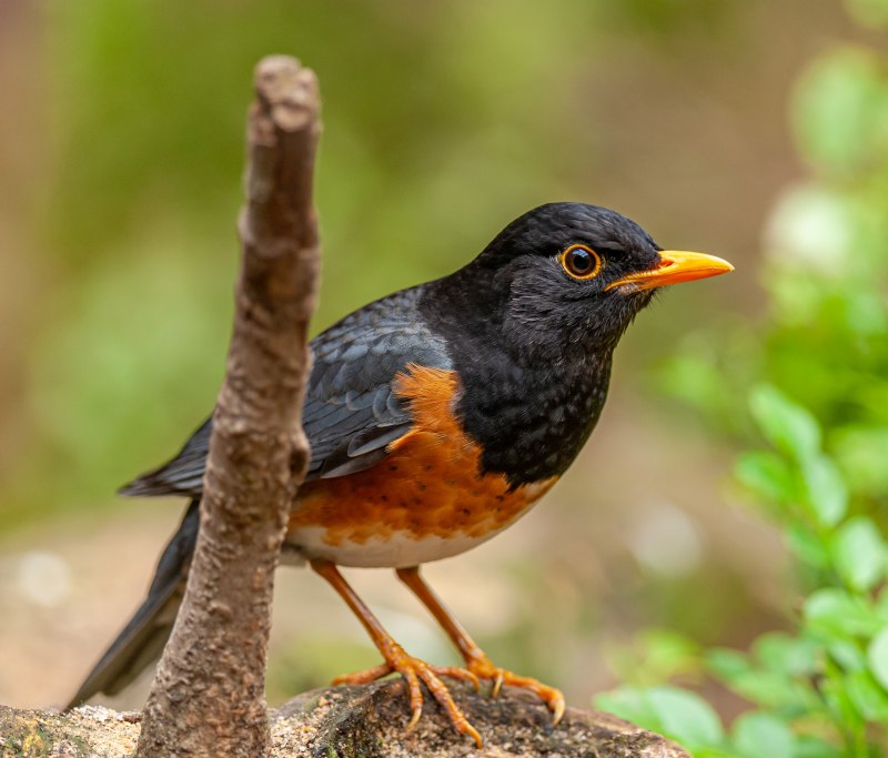 American Robin птица