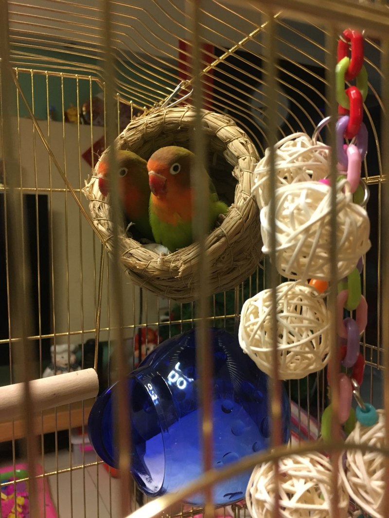Клетка Golden Cage r2f