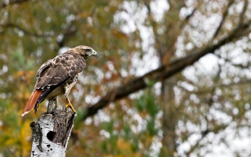 American Goshawk