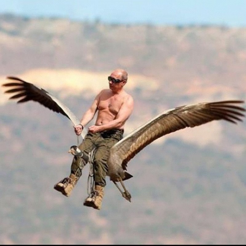 Ястреб Донской Степной