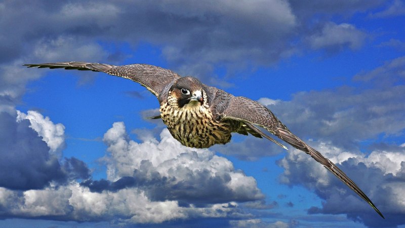 Hawk Eagle