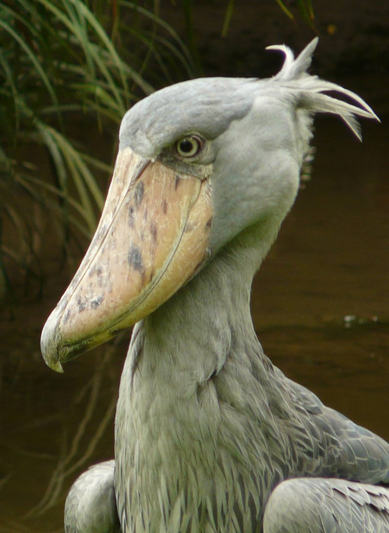 Shoebill Stork птица
