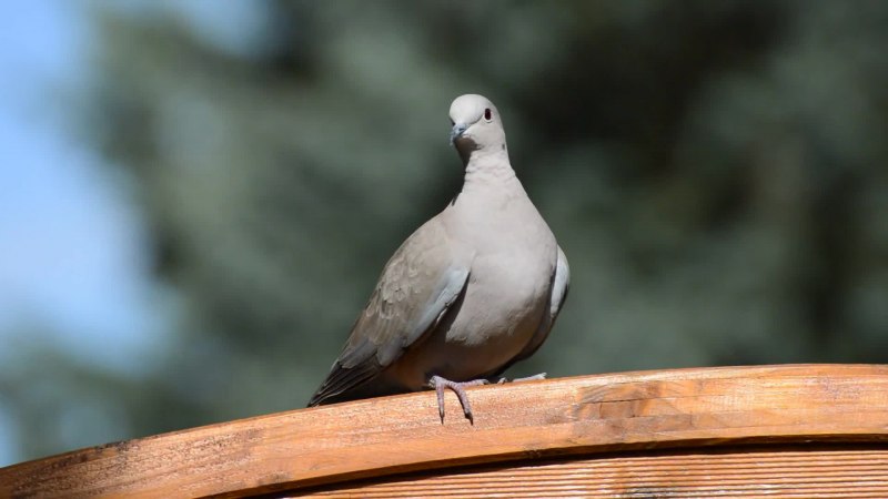 Ptiliogonys cinereus