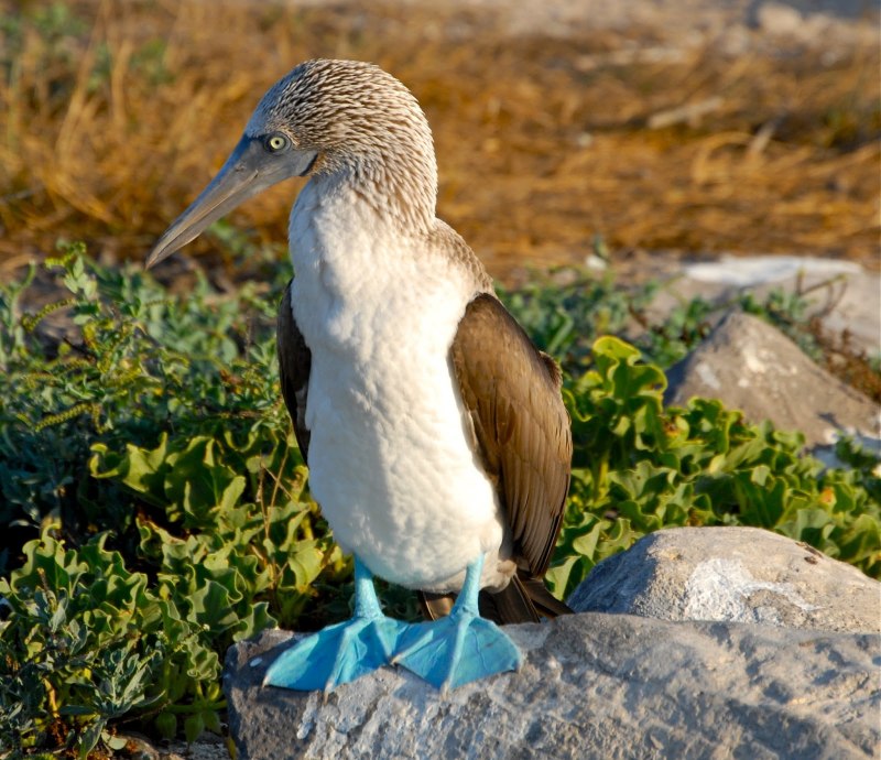 Sula nebouxii