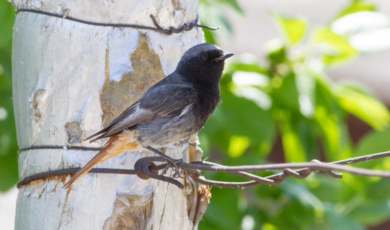 Обыкновенная горихвостка (Phoenicurus Phoenicurus)