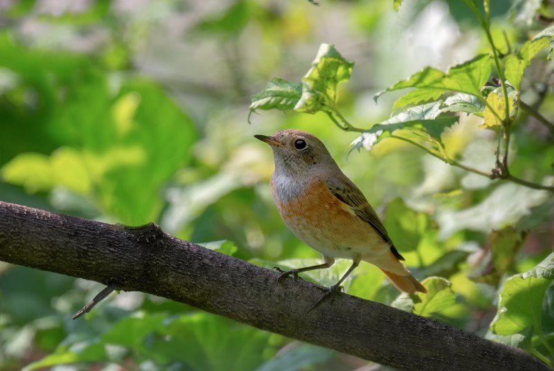 Phoenicurus frontalis