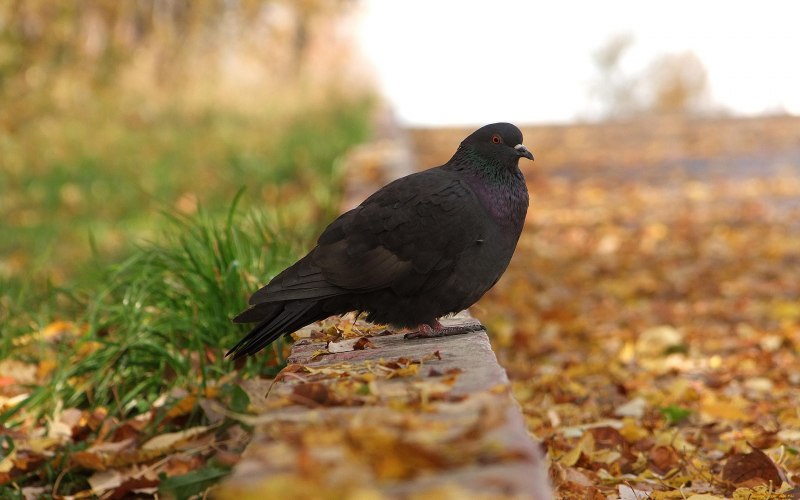 Черный голубь Columba janthina