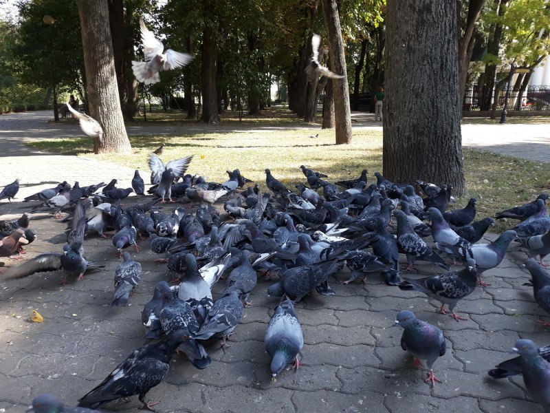 Парк Голубино