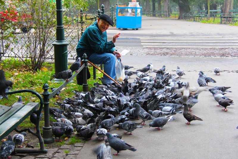 Птичий город