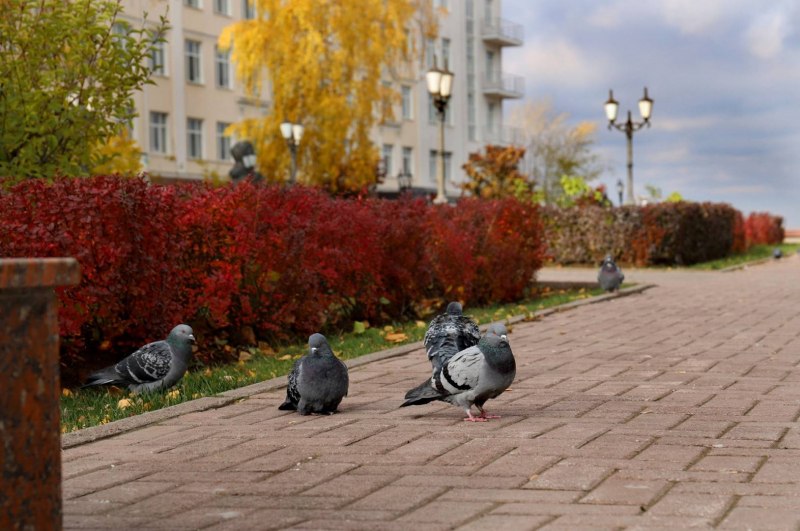Осенняя прогулка с голубями