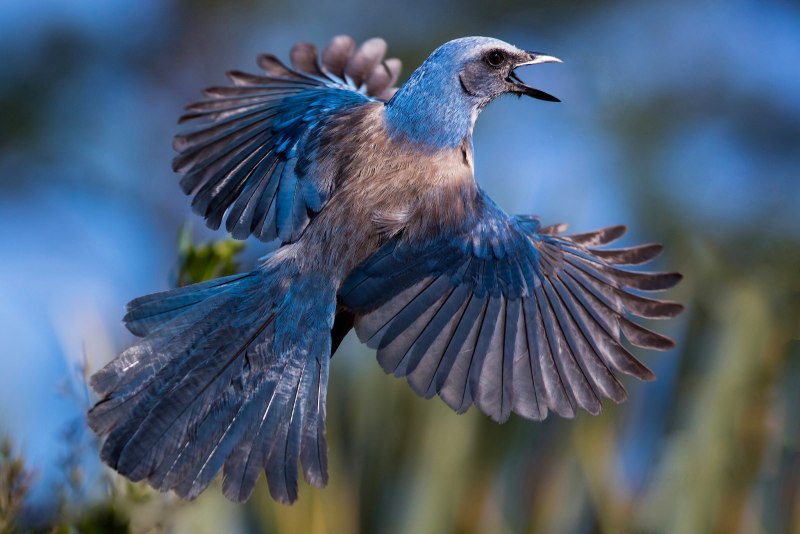 Голубые крылья (46 фото)