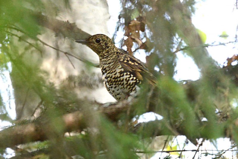 Psophocichla litsitsirupa)