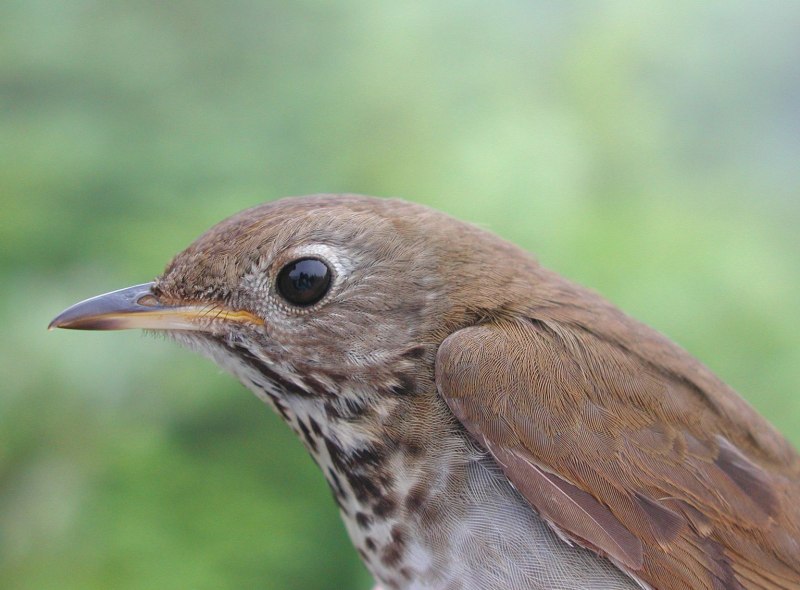 Одноцветный Дрозд turdus Unicolor