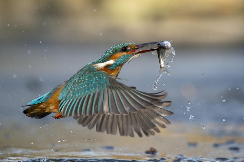 Kingfisher рыба