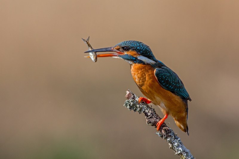Kingfisher птица