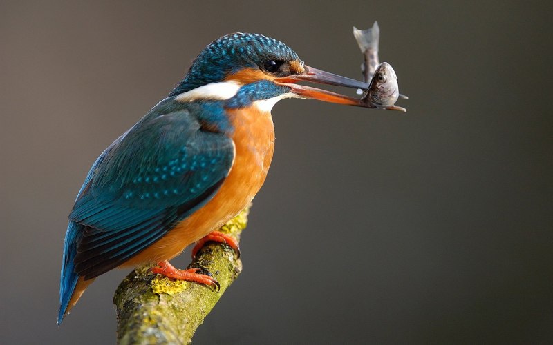 Птичка Kingfisher