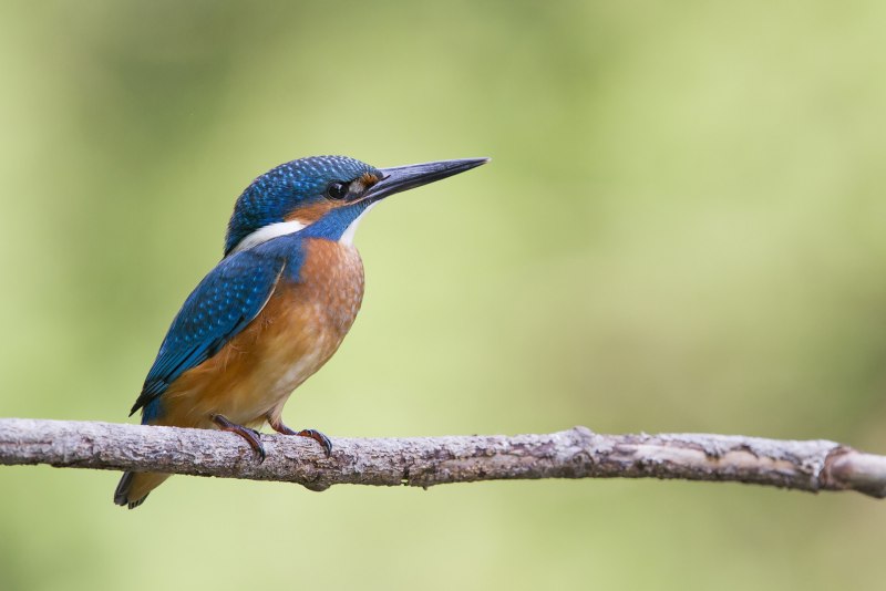 Обыкновенный Зимородок - Alcedo Atthis