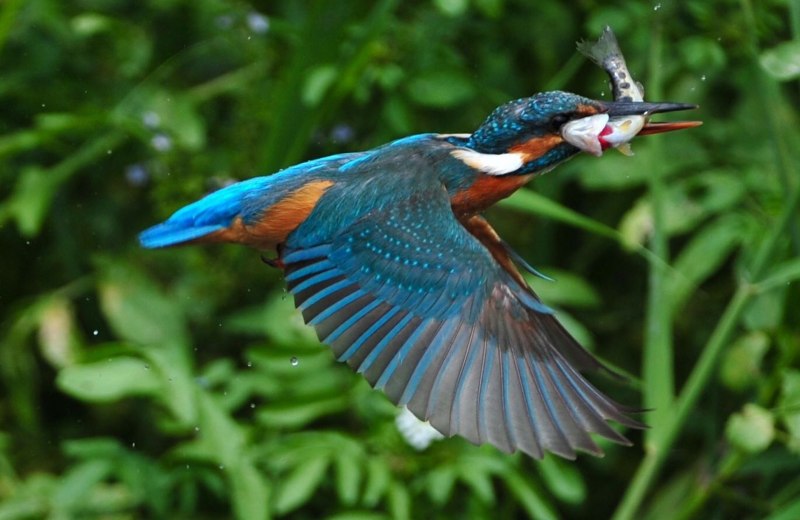 Птичка Kingfisher