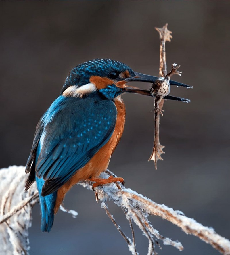 Зимородок-Alcedo Atthis
