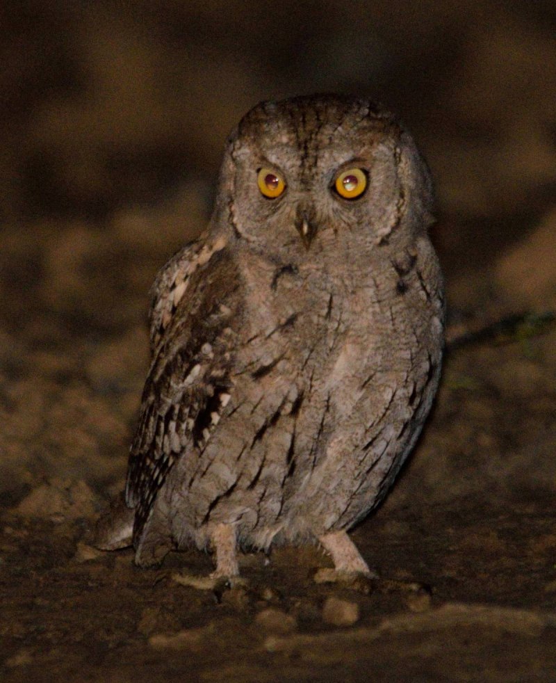 Apamea Sordens