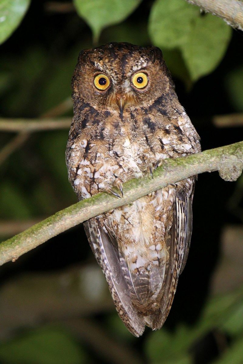 Совка зерновая серая Apamea anceps