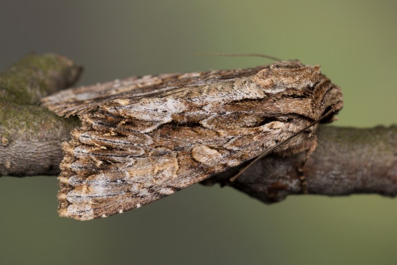 Совка корневая Agrotis vestigialis