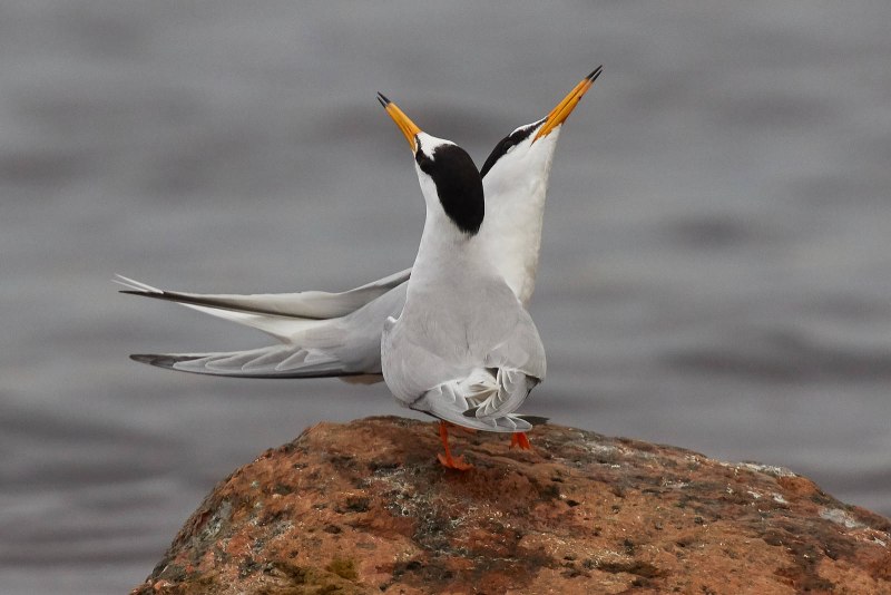 Kayra Tern