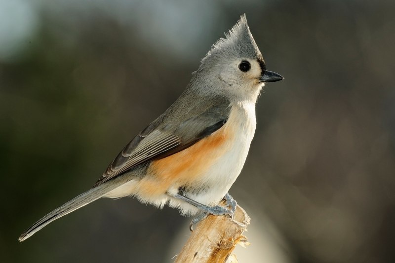 Titmouse синица