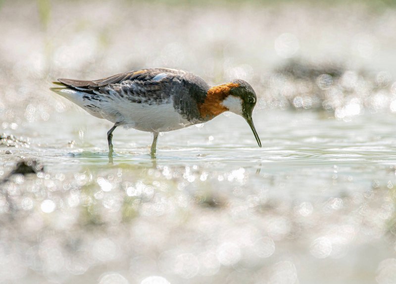 Phalaropus lobatus, круглоносый плавунчик