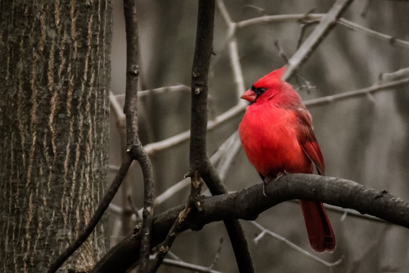 Red Cardinal птица