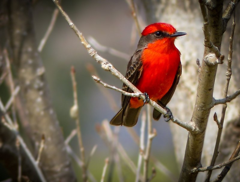 Red-bellied Woodpecker