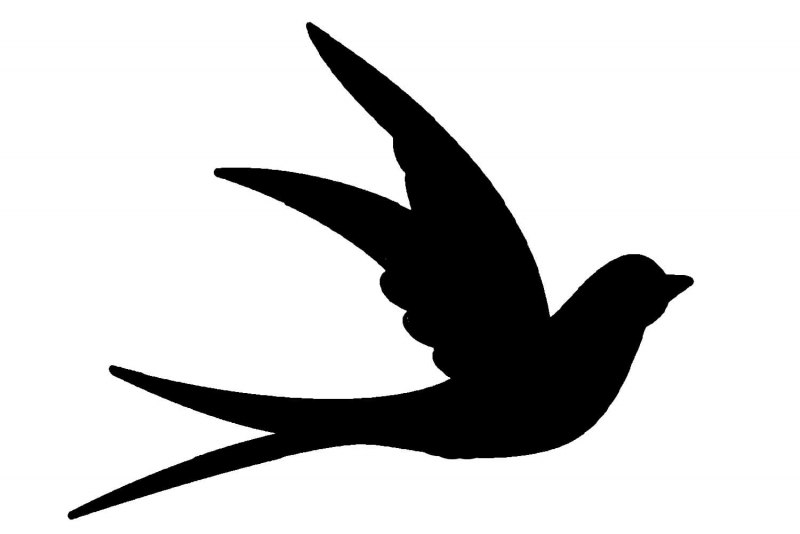 Hirundo albigularis