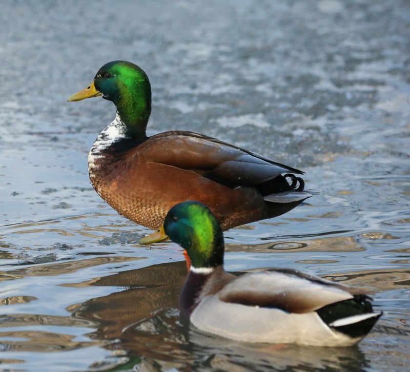 Mallard Duck Diet
