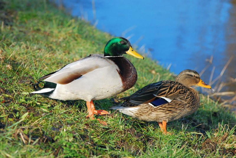 Mallard Duck Diet