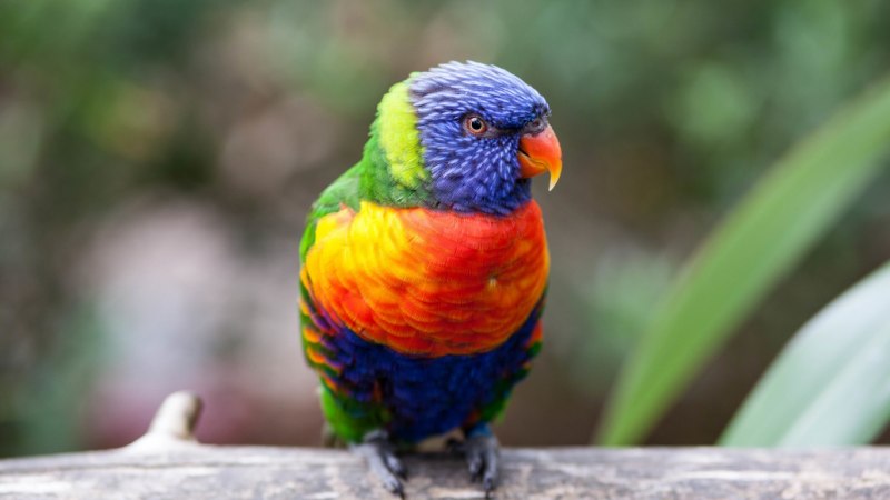 Красный попугай Lorikeet